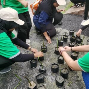 200 Mangrove Trees Planting-17