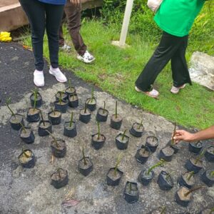 200 Mangrove Trees Planting-29