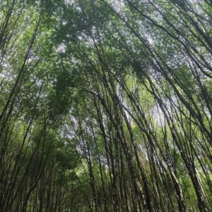 200 Mangrove Trees Planting-3