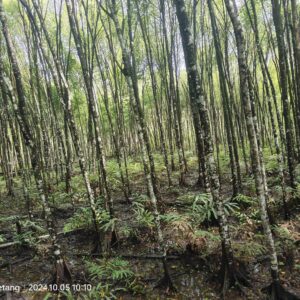 200 Mangrove Trees Planting-34