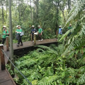 200 Mangrove Trees Planting-35